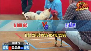 Trận 26 CPC2 05/10/2026 – Gà Bướm Anh Bin Đá Cây Cựa Quá Hiểm