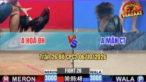 Trận 26 CPC2 06/10/2026 – Gà Anh Mận Đá Canh Chặn Quá Khôn Khéo