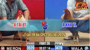 Trận 28 CPC2 05/10/2026 – Gà Anh Kha Đá Cây Hiểm Hạ Đối Thủ