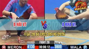 Trận 28 CPC2 09/10/2026 – Gà Anh Kha Đá Tránh Né Quá Khôn Khéo