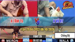 Trận 29 CPC2 08/10/2026 – Gà Bướm Anh Vũ Chồng Độ Còn Chấp Nặng