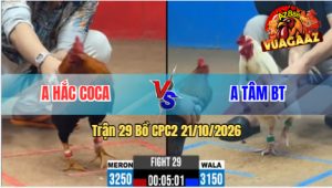 Trận 29 CPC2 21/10/2026 – Gà Anh Hắc Coca Đá Đúng 1 Chân Cựa