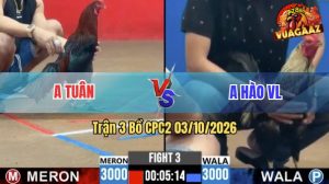 Trận 3 CPC2 03/10/2026 – Anh Tuân Đụng Với Gà Cọp Của Anh Hào