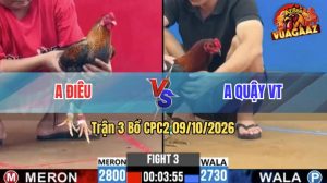 Trận 3 CPC2 09/10/2026 – Gà Cú Anh Điêu Đá Toàn Cựa Hiểm