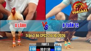 Trận 3 CPC2 Ngày 24/10/2026 Trên Vua Gà AZ