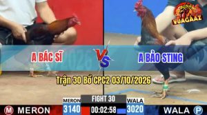 Trận 30 CPC2 03/10/2026 – Anh Bảo Sting Bị Dí Bạc Và Cái Kết
