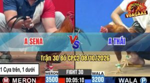 Trận 30 CPC2 08/10/2026 – Gà Anh Thái Gồng Gánh Lì Đòn Tới Phút 90