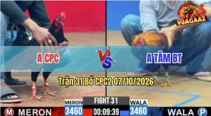 Trận 31 CPC2 07/10/2026 – Gà Anh Tâm Canh Chặn Quá Khôn Khéo