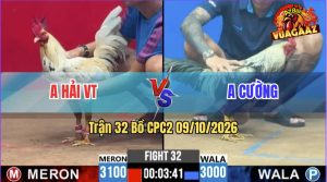 Trận 32 CPC2 09/10/2026 – Gà Chuối Anh Cường Đá Đòn Quá Hiểm