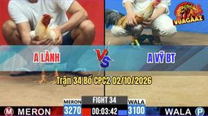 Trận 34 CPC2 02/10/2026 – Gà Bướm Anh Lành Đá Cựa Quá Nghiệt