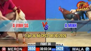 Trận 36 CPC2 08/10/2026 – Gà Anh Vinh Đá Đòn Nhanh Như Chớp