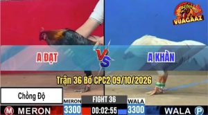 Trận 36 CPC2 09/10/2026 – Anh Đạt Hạ Anh Khàn Trong Vất Vả