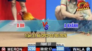 Trận 37 CPC2 03/10/2026 – Gà Điều Anh Khánh Đá Đòn Cựa Quá Tịch