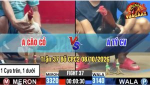 Trận 37 CPC2 08/10/2026 – Gà Anh Tý Canh Chặn Đúng 1 Chân Cựa