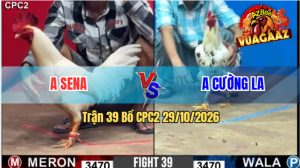 Trận 39 CPC2 29/10/2026 – Gà Úa Anh Sena Đá Đòn Nhanh Như Chớp