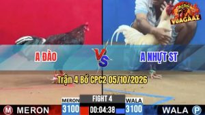 Trận 4 CPC2 05/10/2026 – Gà Điều Anh Đào Đá Canh Chặn Quá Tốt