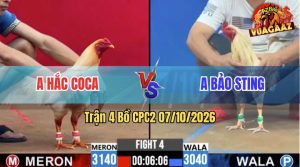 Trận 4 CPC2 07/10/2026 – Gà Bướm Idol Bảo Sting Hạ Anh Hắc Coca