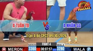 Trận 4 CPC2 09/10/2026 – Gà Anh Tuân Đá Cựa Đâm Như Giang Hồ