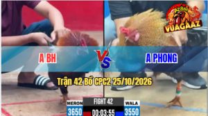Trận 42 CPC2 25/10/2026 – Gà Anh Phong Đá Đòn Cựa Quá Hiểm Hóc