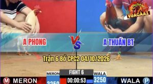 Trận 6 CPC2 04/10/2026 – Gà Anh Phong Đá Đòn Quá Khôn Khéo