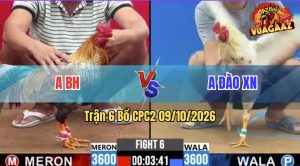 Trận 6 CPC2 09/10/2026 – Anh Đào Tung Gà Bướm Hiệu Vào Sân