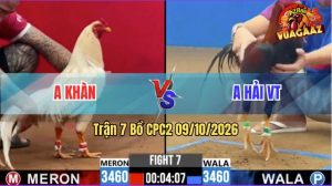 Trận 7 CPC2 09/10/2026 – Gà Điều Anh Hải Đá Đúng 3 Chân Cựa