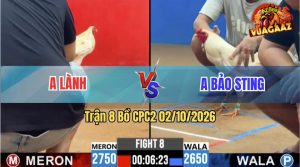 Trận 8 CPC2 02/10/2026 – Gà Úa Anh Bảo Sting Nhấp Mấy Chân Lụm Tiền