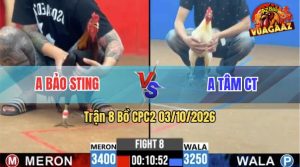 Trận 8 CPC2 03/10/2026 – Gà Điều Idol Bảo Sting Gồng Gánh Cứu Chủ