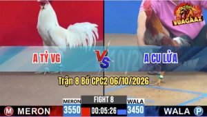 Trận 8 CPC2 06/10/2026 – Gà Úa Anh Tỷ Đá Toàn Ngay Đầu Cần