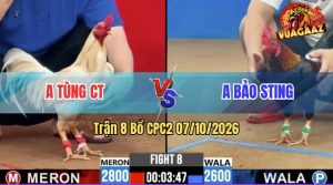 Trận 8 CPC2 07/10/2026 – Gà Que Cọp Idol Bảo Sting Đá Đúng 3 Chân